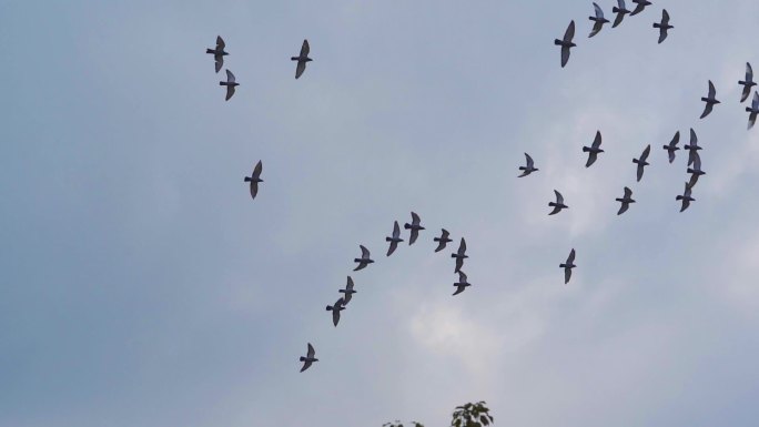 一群鸽子飞过屋檐翱翔天空蓝天鸽子飞翔白鸽