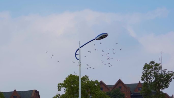 一群鸽子飞过屋顶飞过灯杆翱翔蓝天鸽子飞翔