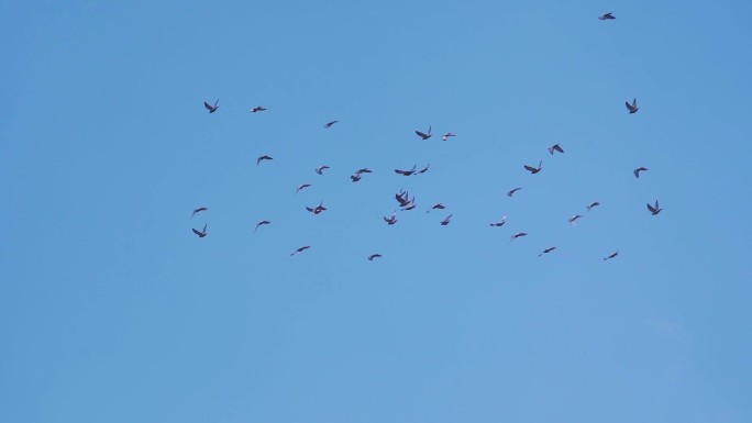 一群鸽子飞过头顶蓝天鸽子飞翔鸽群天空翱翔