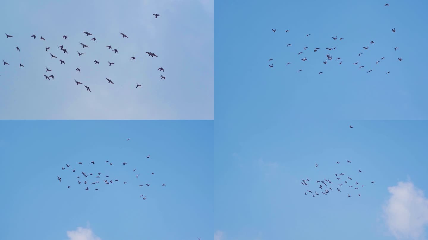 一群鸽子飞过头顶蓝天鸽子飞翔鸽群天空翱翔
