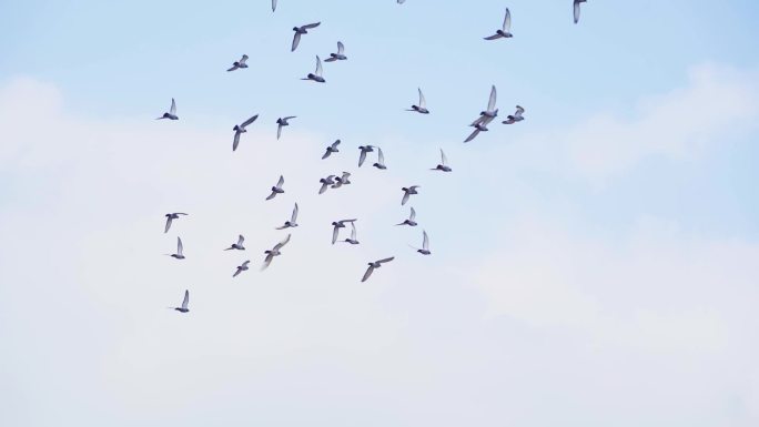 一群鸽子飞过屋顶飞过天空蓝天鸽子飞翔