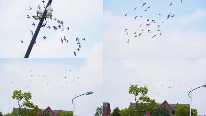 一群鸽子飞过屋顶飞过天空蓝天鸽子飞翔