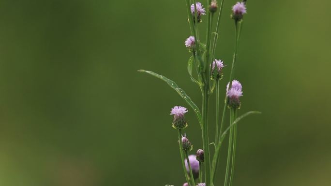 泥胡菜 野草