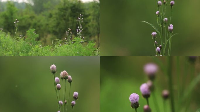 泥胡菜 野草