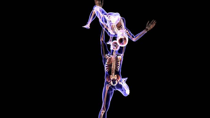 舞蹈家解剖学骨骼模型关节脊椎