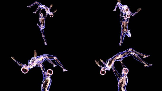 舞蹈家解剖学骨骼模型关节脊椎