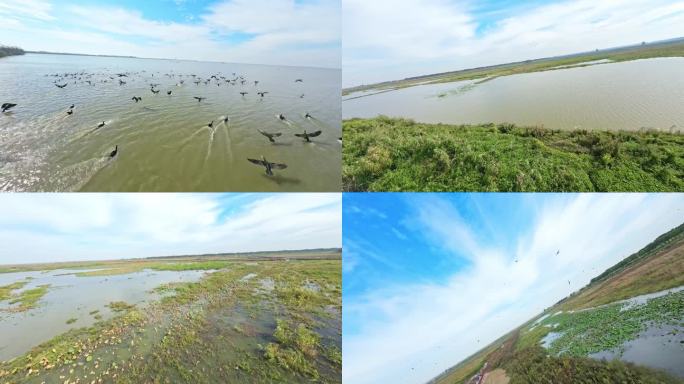 武汉蔡甸沉湖国际湿地公园穿越机FPV拍摄