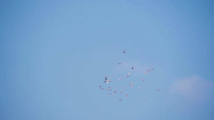 一群鸽子从头顶飞过鸽子飞翔和平鸽飞过蓝天