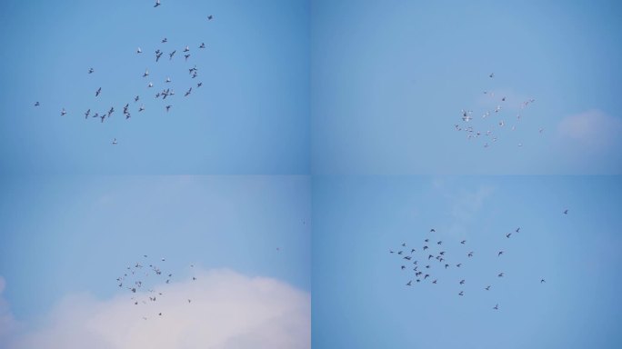 一群鸽子从头顶飞过鸽子飞翔和平鸽飞过蓝天