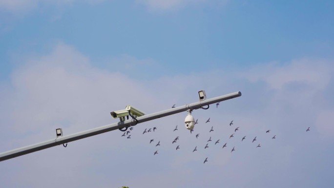 鸽子飞过监控摄像头翱翔天空蓝天鸽子飞翔