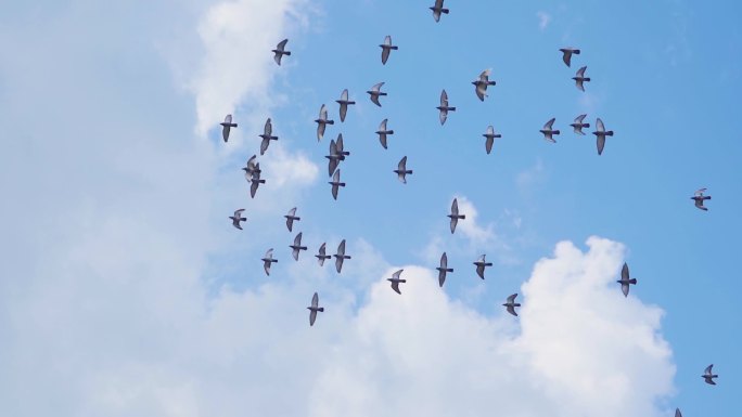 一群鸽子飞过天空蓝天鸽子飞翔鸽子翱翔天空