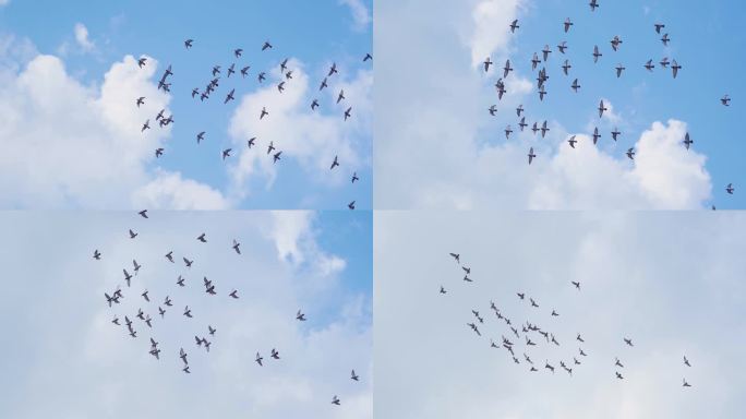 一群鸽子飞过天空蓝天鸽子飞翔鸽子翱翔天空