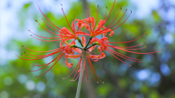 秋天花卉 红花石蒜球、 彼岸花