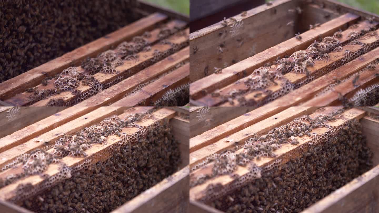 蜂箱 蜂蜜