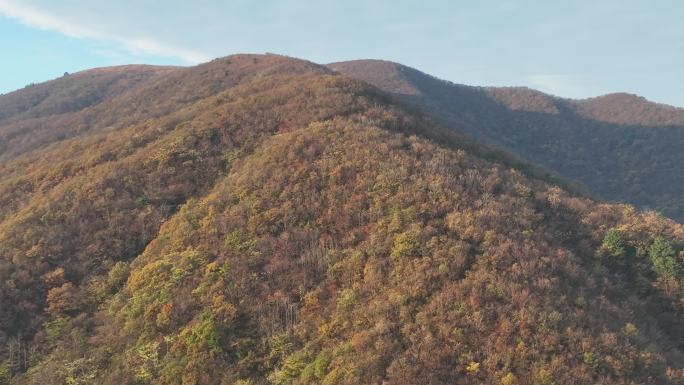 航拍江南山区山顶山头秋天秋色秋景立秋黄叶