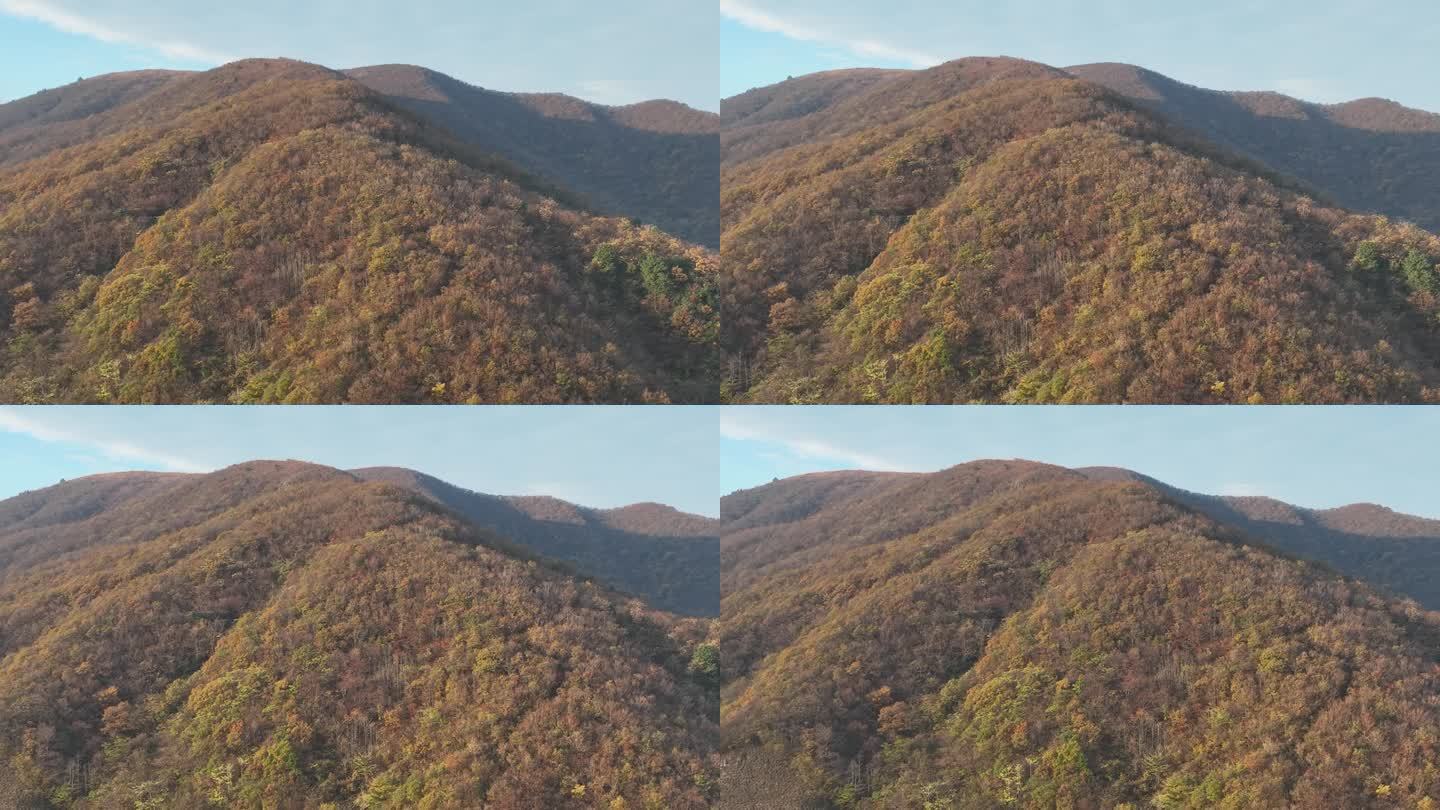 航拍江南山区山顶山头秋天秋色秋景立秋黄叶