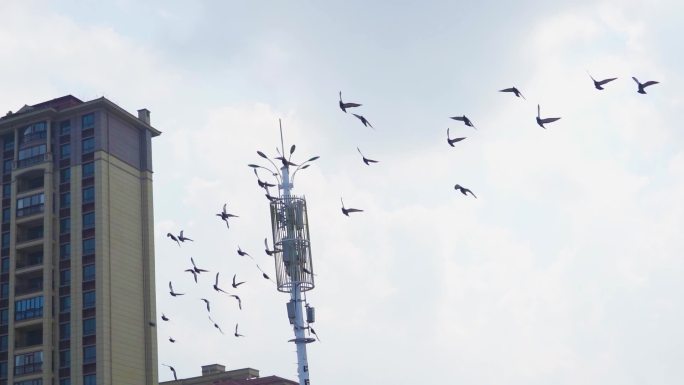 一群鸽子飞过屋顶飞过信号塔蓝天鸽子飞翔