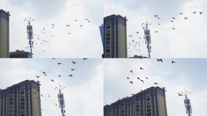 一群鸽子飞过屋顶飞过信号塔蓝天鸽子飞翔