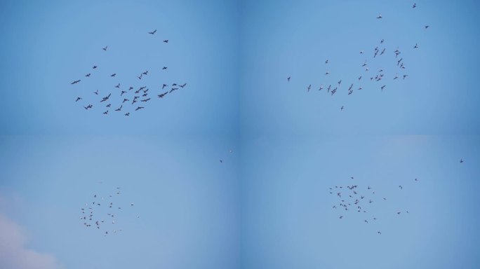一群鸽子飞翔蓝天鸽子飞翔鸽子翱翔蓝天都市