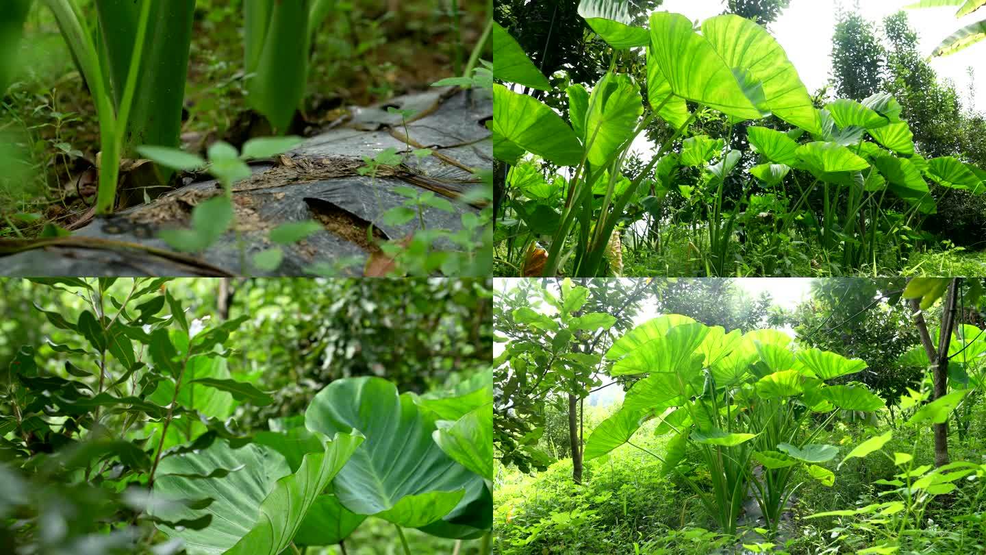 芋头地套种