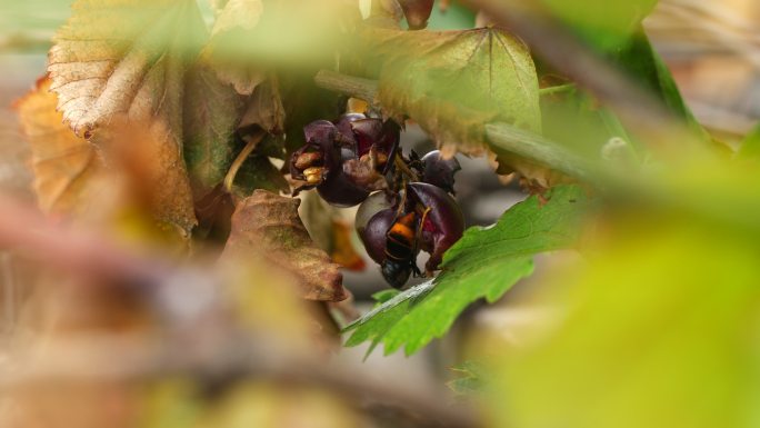 夏季马蜂偷吃葡萄水果