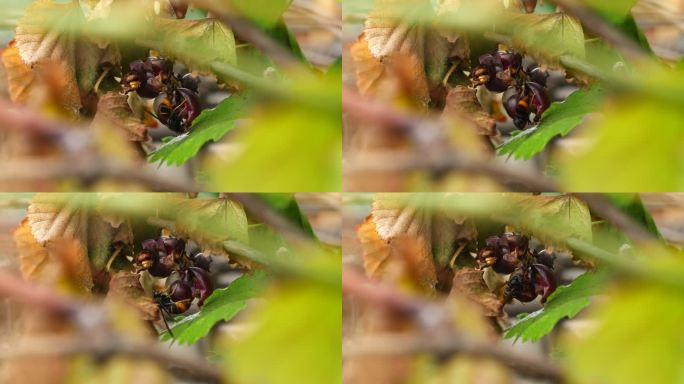 夏季马蜂偷吃葡萄水果