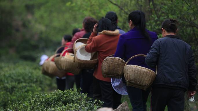 上山 采茶 女工