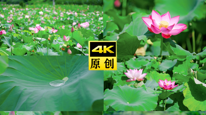 4K原创荷花 莲子