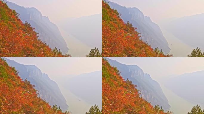 重庆巫山巫峡红叶延时视频