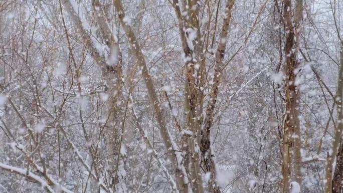 大雪纷飞冬季下雪天气