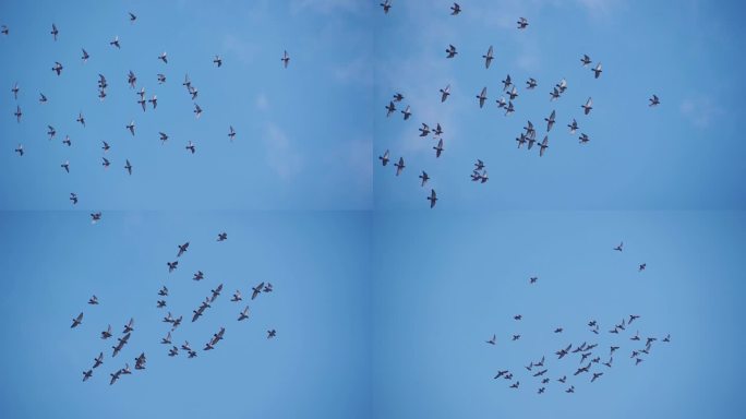 一群和平鸽飞过蓝天鸽子飞翔飞鸟放飞梦想