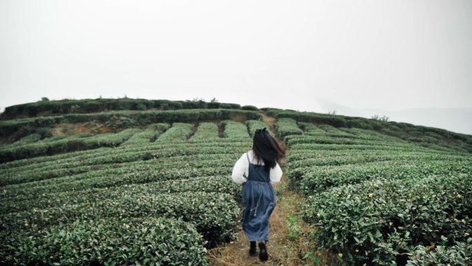 茶场唯美风景意境