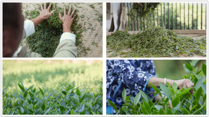 茶园采摘茶叶制茶古人