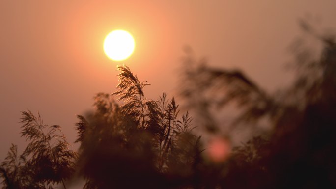 夕阳下河边的芦苇荡