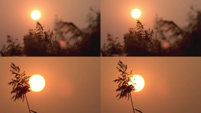 夕阳下河边的芦苇荡