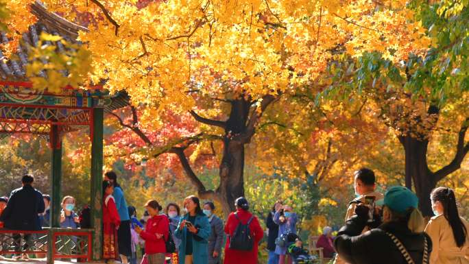 北京秋景高质量实拍