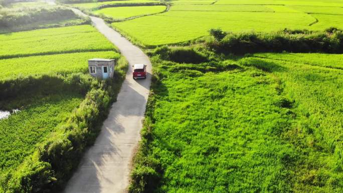 航拍追车穿越在乡村小道绿色的稻田