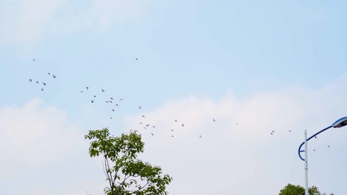 一群鸽子飞过电线杆飞过蓝天鸽子飞翔翱翔