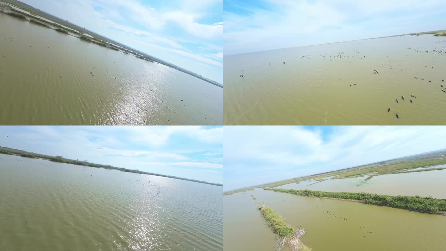 武汉沉湖国际湿地公园航拍穿越机FPV拍摄