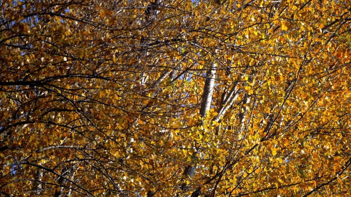 深秋-湛蓝与金黄（1）-色彩浓郁的素材
