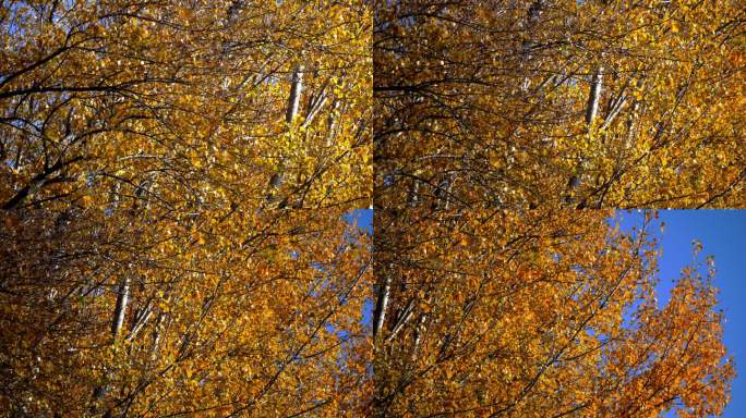 深秋-湛蓝与金黄（1）-色彩浓郁的素材