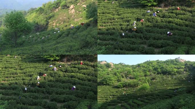 采茶 女工