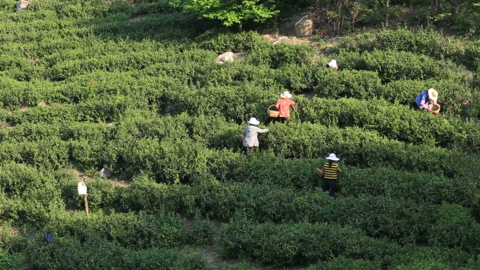 采茶 女工 茶山 茶叶