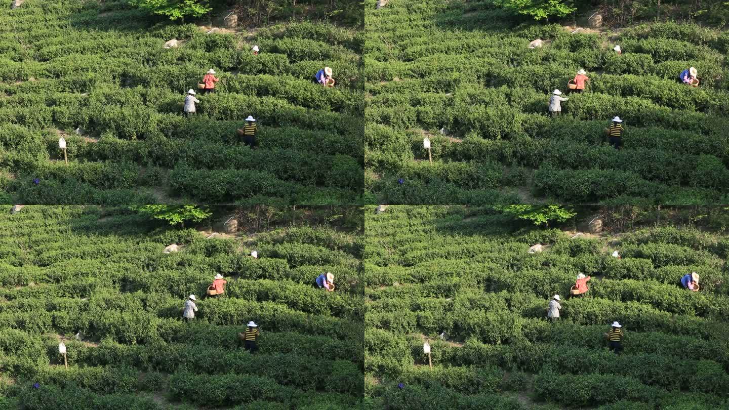 采茶 女工 茶山 茶叶