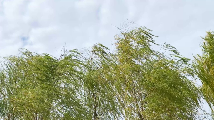 风吹杨柳万千条