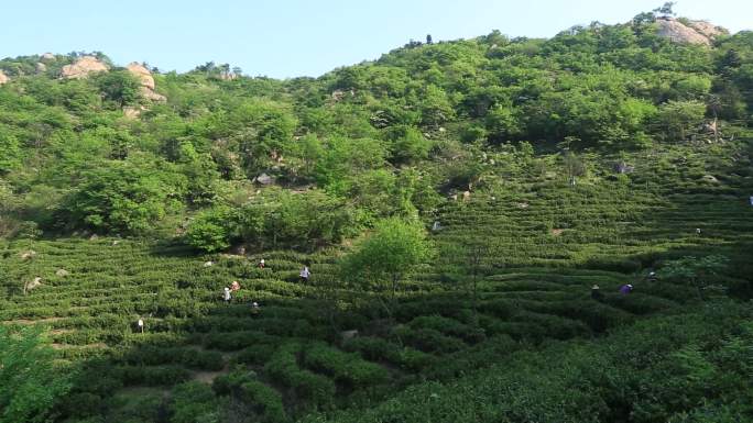 采茶 女工 茶山 茶叶