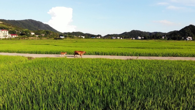 航拍乡村绿色稻田路上一大一下的牛奔跑