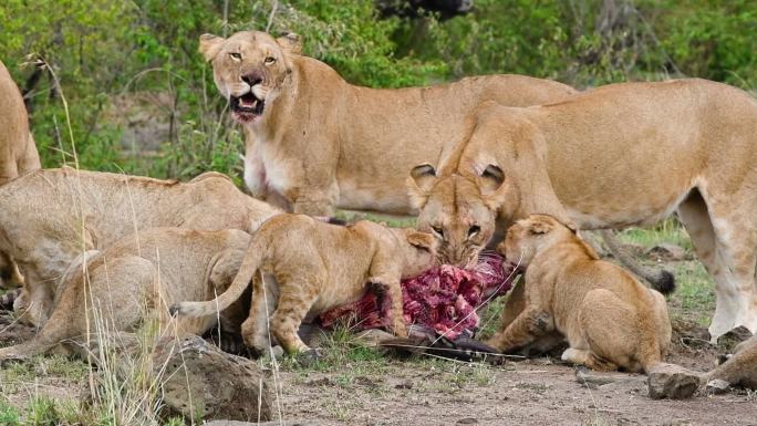 狮子吃斑马捕食弱肉强食生存法则