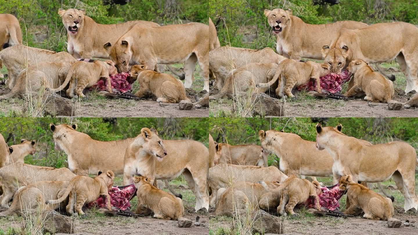 狮子吃斑马捕食弱肉强食生存法则