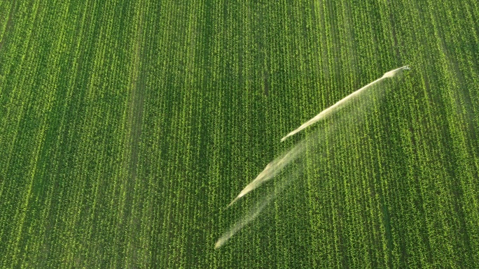 空中农业喷头喷洒玉米田